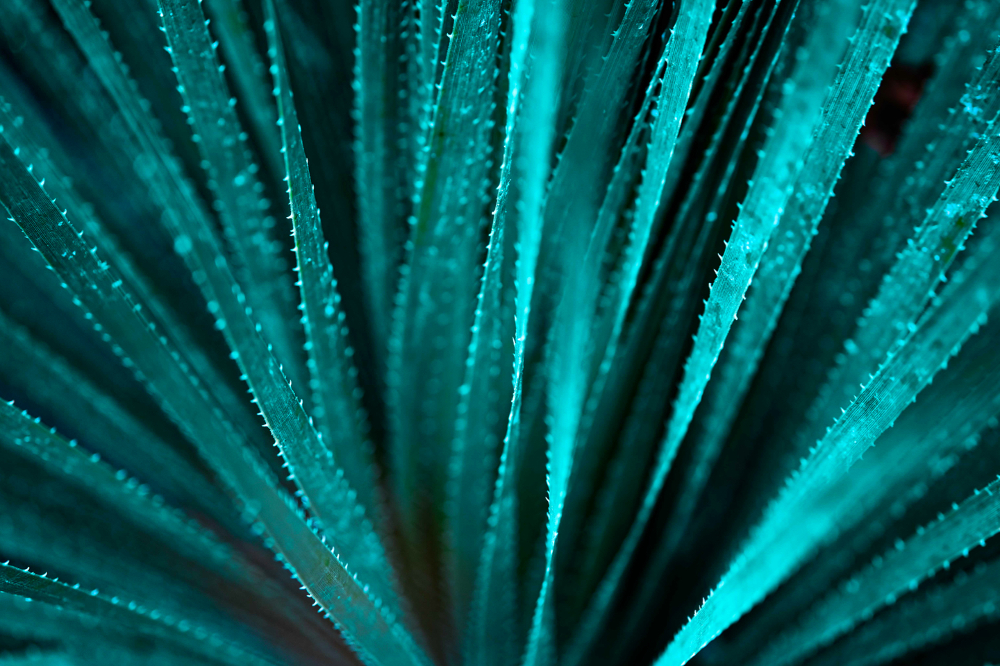 Teal Succulent Leaves BG